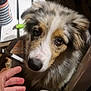 dog, close_up, pet, animal, hand, table, cup, indoor, fur, face, eyes, waiting, white_table, striped_cup, person, leg, black_clothing, brown_fur, curious, night