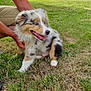 animal, blue_eyes, cute, dog, fur, grass, greenery, hand, happy, house, nature, outdoor, panting, person, pet, playing, puppy, spotted, summer, tree