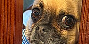 Kevin joined the competition — help win amazing prizes! dog, close_up, bow_tie, wooden_bars, pet, animal, cute, curious, brown_fur, large_eyes, indoor, face, portrait, whiskers, nose, expression, furniture, texture, domestic, companion