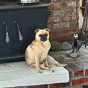 Kevin is registered to the contest to win money with this photo: dog, pet, indoor, fireplace, brick_wall, kettle, mat, relaxed, tan_dog, small_dog, seated, cozy, home, fireplace_tools, black_and_white_dog, floor, muzzle, ears, animal, companion