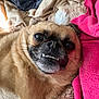 Kevin joined the competition — help win amazing prizes! dog, pet, close_up, lying_down, blanket, fur, cute, teeth, face, expression, cozy, indoors, comfort, animal, canine, brown_fur, pink_clothing, relaxed, whiskers, snout