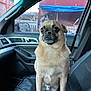 Kevin is registered to the contest to win money with this photo: dog, car_interior, passenger_seat, small_dog, wide_eyes, brown_fur, window, red_building, blue_tarp, seatbelt, dashboard, door_panel, side_mirror, looking_away, pet, animal, domestic_animal, sitting, alert, close_up