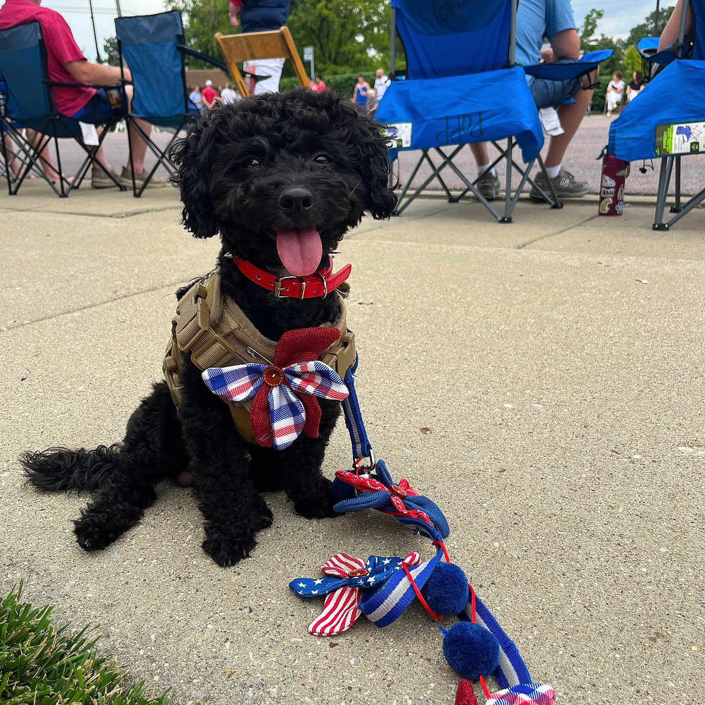 Julio joined the competition — help win amazing prizes! adult, animal, canine, chair, child, clothing, dog, female, footwear, furniture, girl, grass, hat, male, man, person, pet, plant, shoe, summer