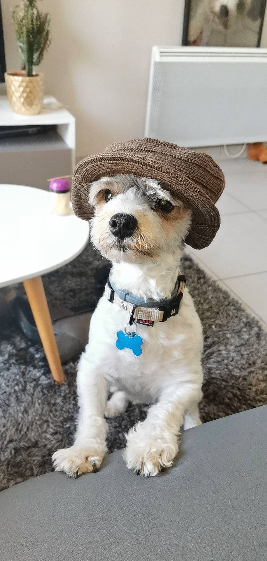 Lasco participe au concours pour gagner de l'argent avec cette photo : bow_tie, canidae, carnivore, companion_dog, dog, dog_breed, dog_clothes, dog_collar, fashion_accessory, havanese, maltese, miniature_schnauzer, non_sporting_group, puppy, rare_breed_dog, schnauzer, snout, toy_dog