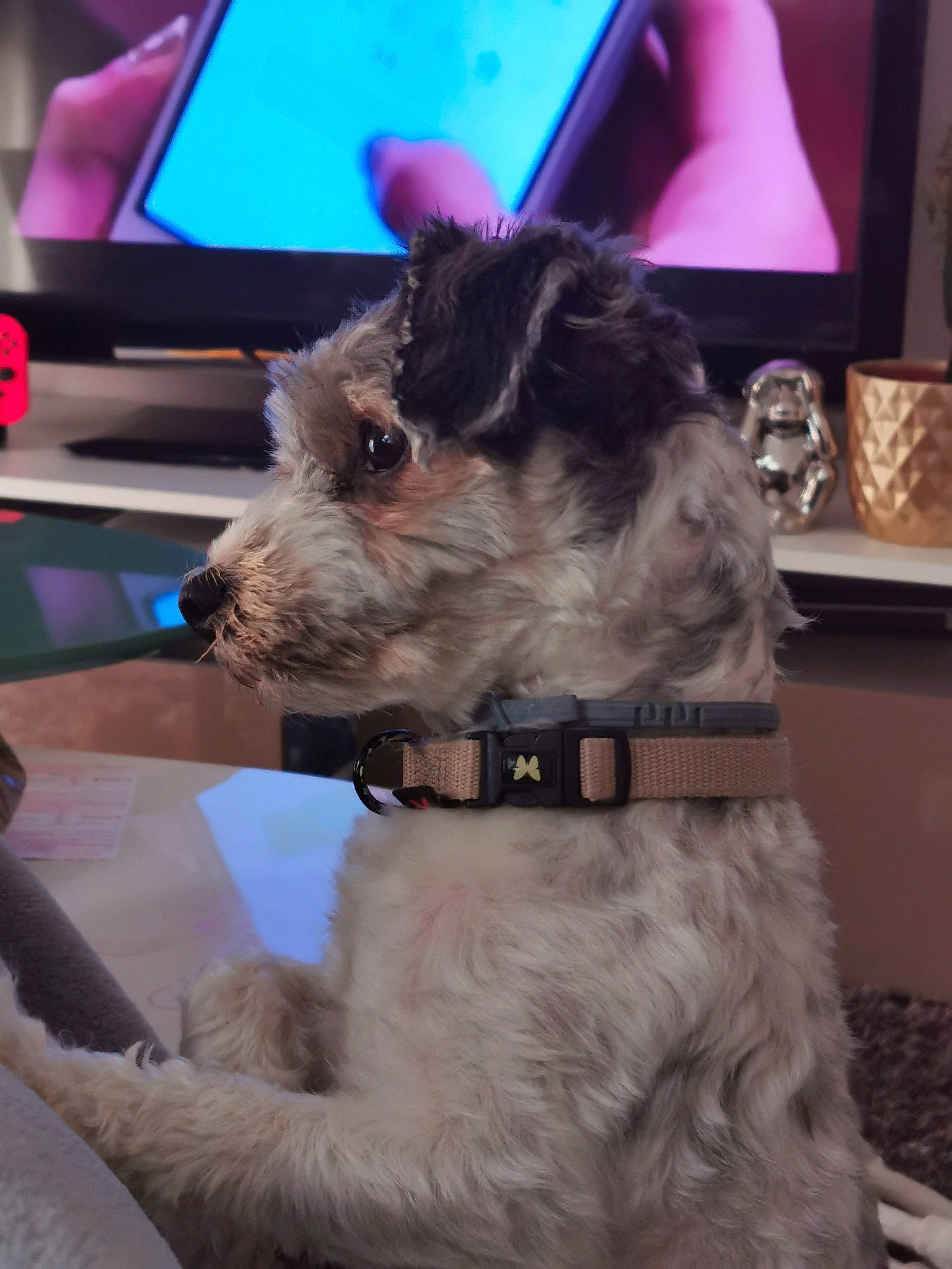 Lasco a rejoint le concours — aidez-le/la à gagner de superbes lots ! canidae, carnivore, companion_dog, dog, dog_breed, ear, fox_terrier, mammal, miniature_schnauzer, pumi, schnauzer, schnoodle, snout, sporting_group, standard_schnauzer, terrier, vertebrate, wire_hair_fox_terrier