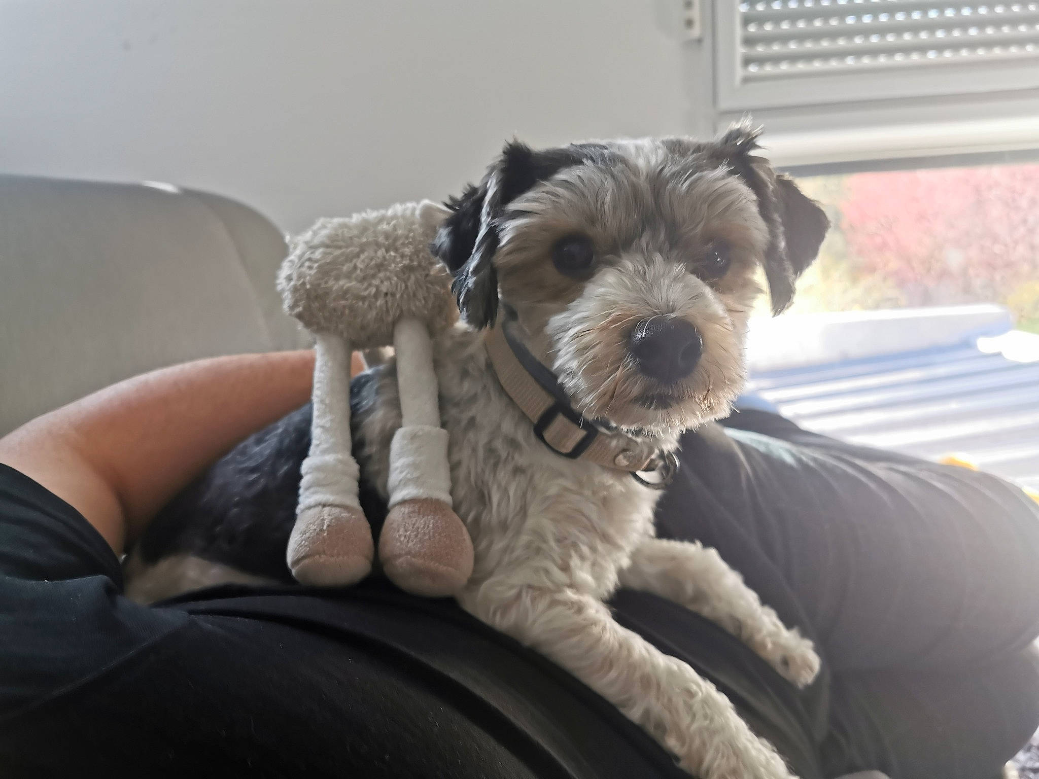 Lasco a rejoint le concours — aidez-le/la à gagner de superbes lots ! bolonka, canidae, carnivore, cockapoo, companion_dog, dog, dog_breed, mammal, miniature_schnauzer, morkie, non_sporting_group, poodle_crossbreed, puppy, schnauzer, schnoodle, shih_poo, sporting_group, terrier, toy_dog, vertebrate