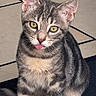 Lylo a rejoint le concours — aidez-le/la à gagner de superbes lots ! cat, kitten, tabby, yellow_eyes, pink_tongue, sitting, floor_tile, indoor, pet, cute, fur, whiskers, ears, paw, looking, young, animal, domestic, feline, curious