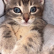 Lylo participe au concours pour gagner de l'argent avec cette photo : kitten, cat, close_up, blue_eyes, fur, paws, cute, pet, feline, cozy, blanket, snuggled, soft, whiskers, indoor, young, curious, animal, mammal, portrait