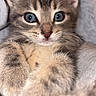 kitten, cat, close_up, blue_eyes, fur, paws, cute, pet, feline, cozy, blanket, snuggled, soft, whiskers, indoor, young, curious, animal, mammal, portrait