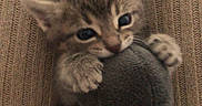 Lylo participe au concours pour gagner de l'argent avec cette photo : kitten, toy, plush, cute, animal, pet, feline, paw, bite, playful, cozy, knitted, clothing, person, indoor, closeup, soft, baby_animal, small, snuggle
