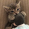 kitten, toy, plush, cute, animal, pet, feline, paw, bite, playful, cozy, knitted, clothing, person, indoor, closeup, soft, baby_animal, small, snuggle