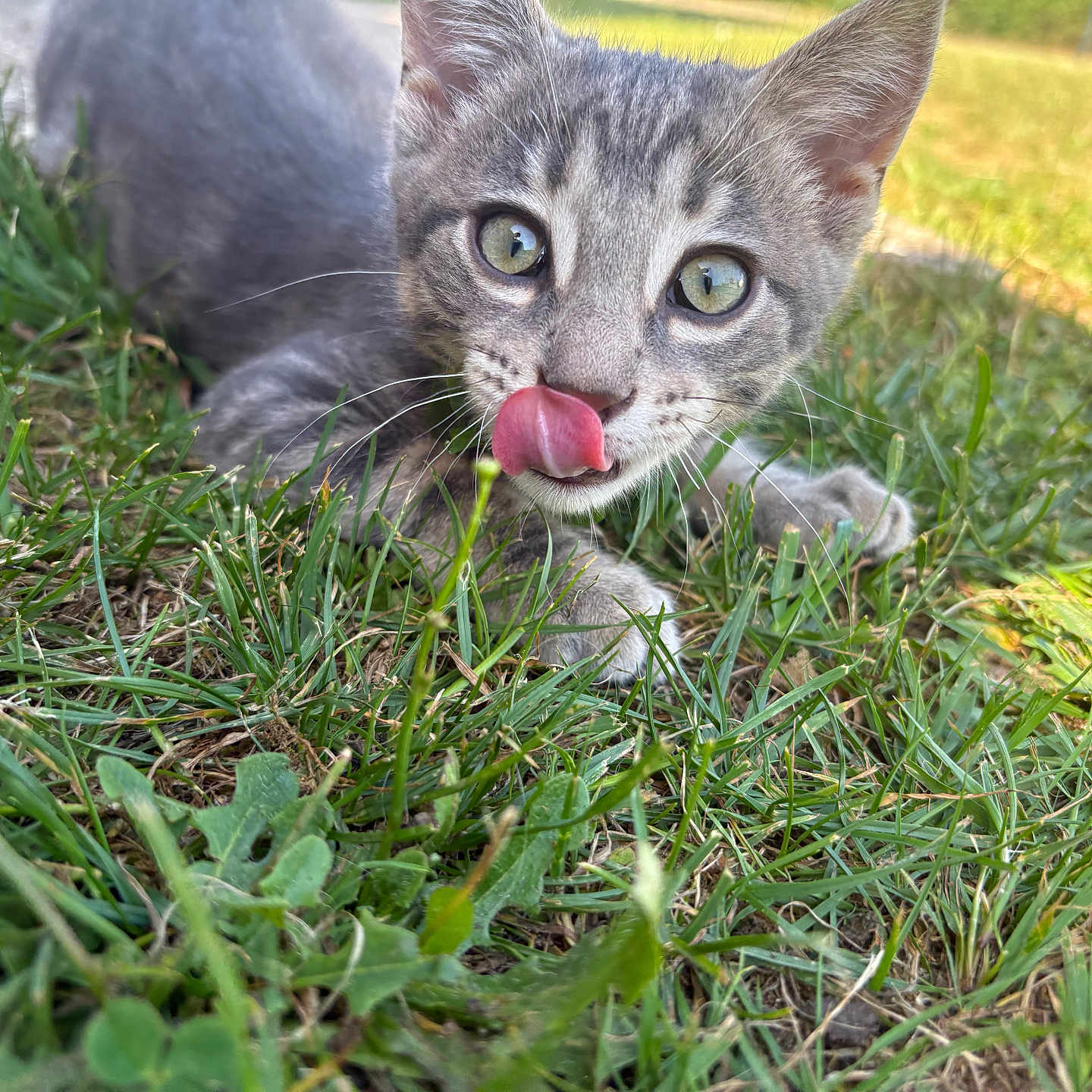 Lylo participe au concours pour gagner de l'argent avec cette photo : kitten, cat, gray_tabby, grass, outdoor, animal, pet, tongue_out, curious, close_up, nature, young_cat, playful, whiskers, ears, greenery, sunlight, small_animal, feline, cute