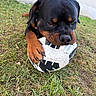 Paco a rejoint le concours — aidez-le/la à gagner de superbes lots ! rottweiler, puppy, dog, grass, soccer_ball, playing, outdoor, pet, animal, cute, young, black_and_tan, paw, snout, chewing, nature, collar, fur, closeup, daylight
