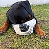 Paco a rejoint le concours — aidez-le/la à gagner de superbes lots ! rottweiler, puppy, dog, soccer_ball, grass, outdoor, playing, animal, pet, black_fur, brown_paws, close_up, snout, chewing, nature, young_dog, canine, fun, ground, daylight