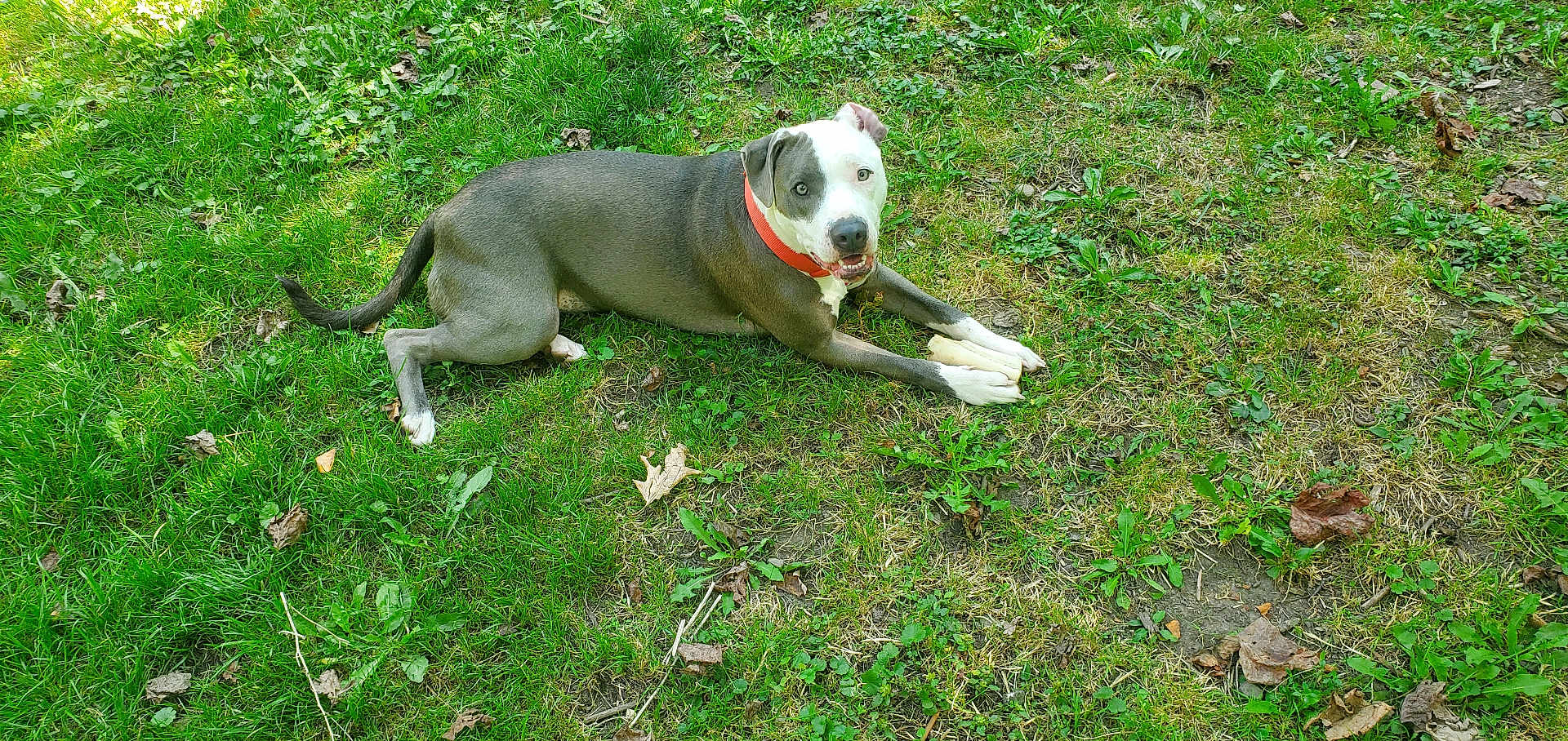 Daisy joined the competition — help win amazing prizes! dog, grass, bone, outdoor, pet, animal, collar, chewing, lying, greenery, nature, canine, playful, leaf, summer, daylight, mammal, domestic_animal, cute, relaxed