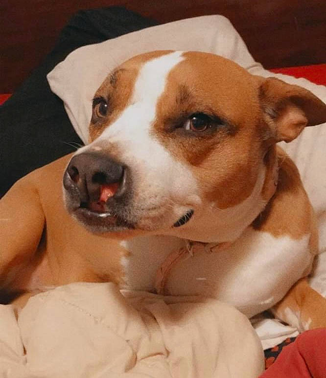 Pixie is registered to the contest to win money with this photo: canidae, carnivore, collar, comfort, companion_dog, dog, dog_breed, ear, fawn, fur, non_sporting_group, pet_supply, snout, sporting_group, whiskers, working_animal