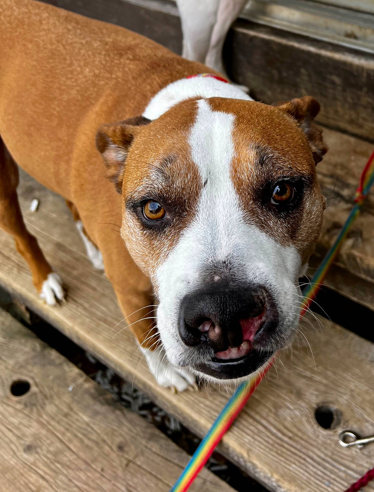 Pixie is registered to the contest to win money with this photo: canidae, carnivore, collar, companion_dog, dog, dog_breed, dog_collar, dog_supply, fawn, fur, metal, non_sporting_group, pet_supply, plank, snout, sporting_group, terrestrial_animal, whiskers, wood, working_animal