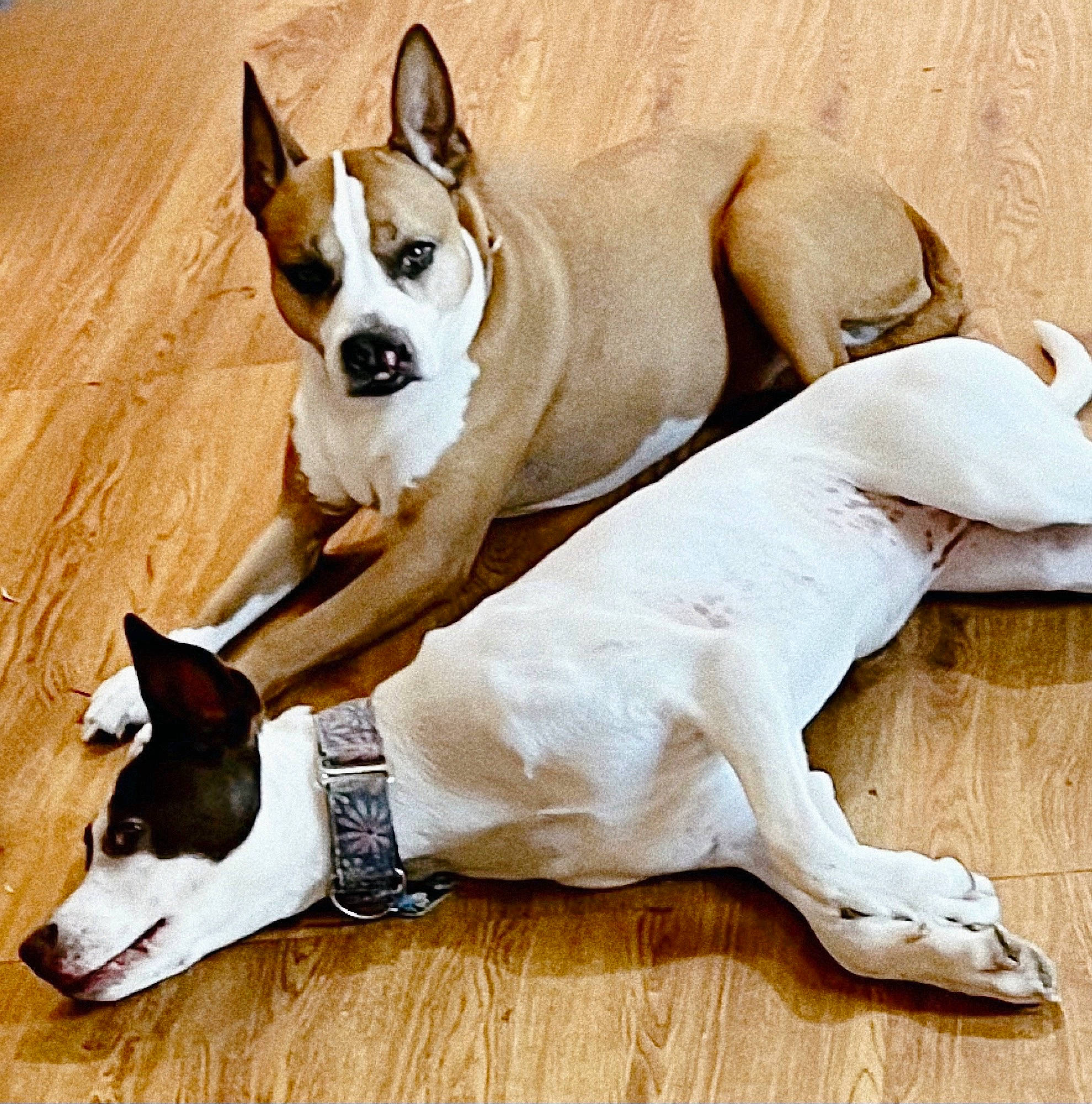 Pixie joined the competition — help win amazing prizes! bored, carnivore, collar, comfort, companion_dog, dog, dog_breed, dog_collar, ear, fawn, hardwood, paw, snout, sporting_group, tail, terrestrial_animal, toy_dog, whiskers, wood, working_animal