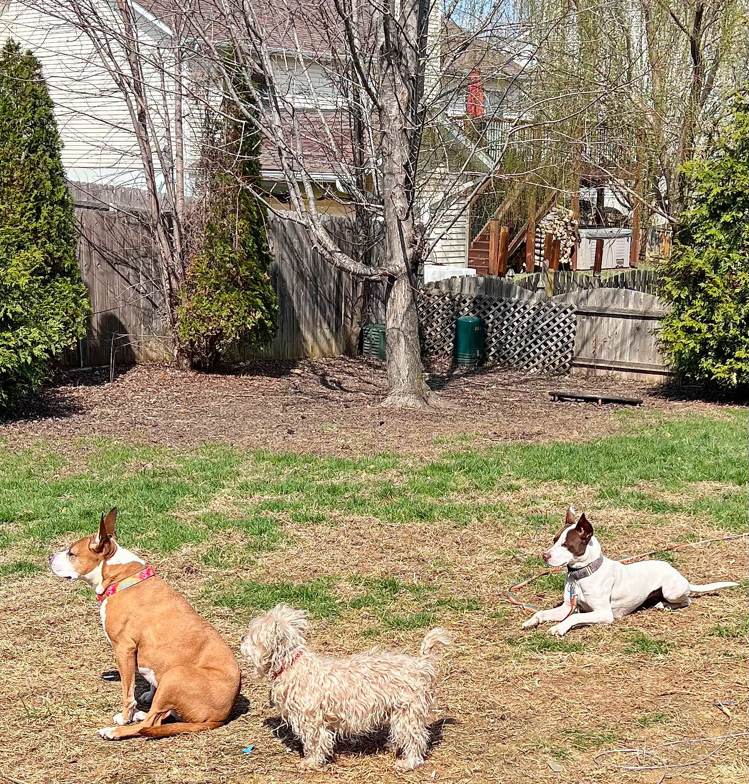 Pixie is registered to the contest to win money with this photo: art, canidae, carnivore, dog, dog_breed, fawn, grass, grass_family, grassland, grazing, groundcover, landscape, lawn, plant, snout, sporting_group, tail, terrestrial_animal, tree, working_animal