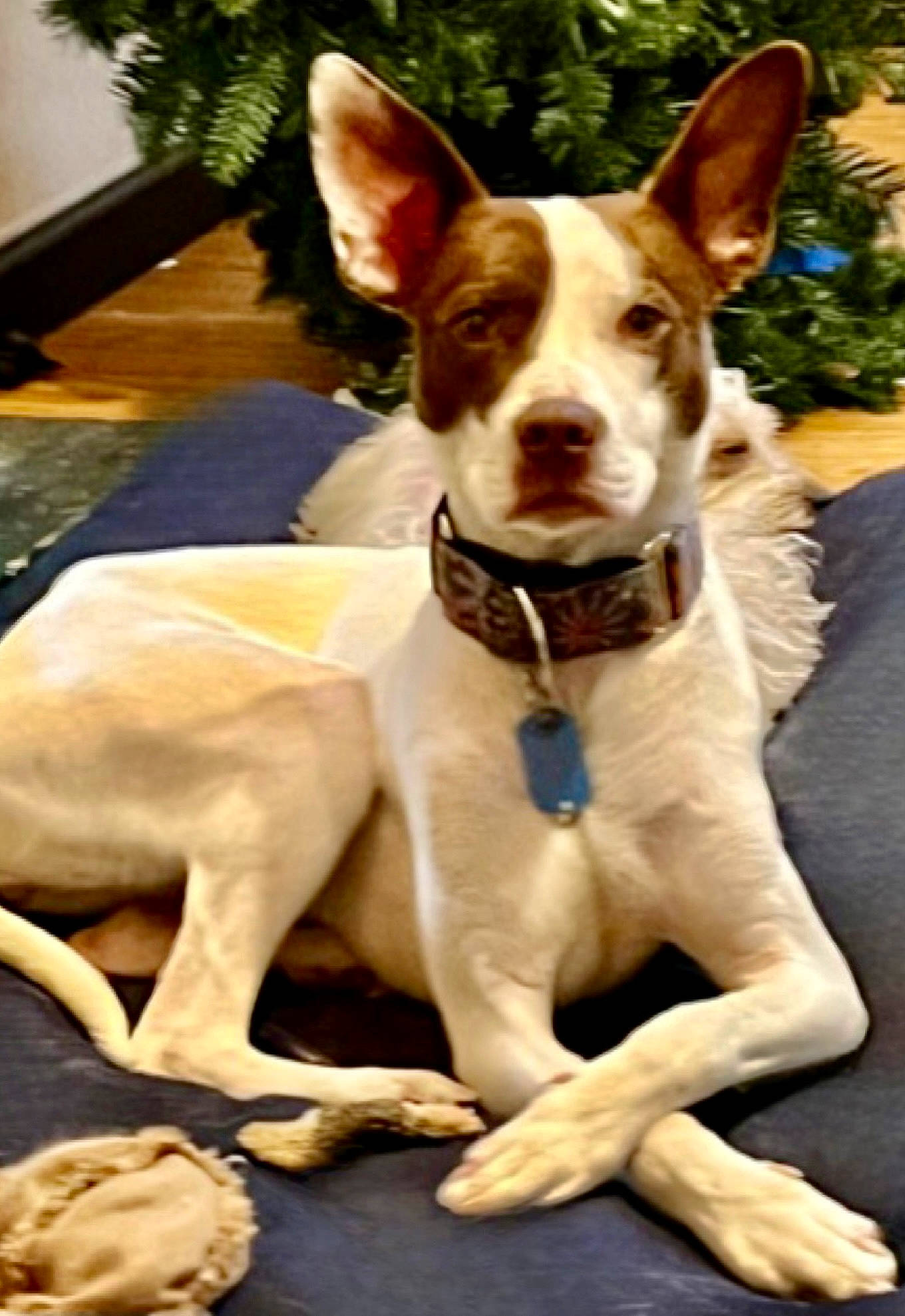 Chloe joined the competition — help win amazing prizes! canidae, carnivore, collar, companion_dog, dog, dog_breed, dog_collar, dog_supply, fawn, flowerpot, houseplant, non_sporting_group, paw, plant, snout, sporting_group, terrier, whiskers, working_animal, working_dog