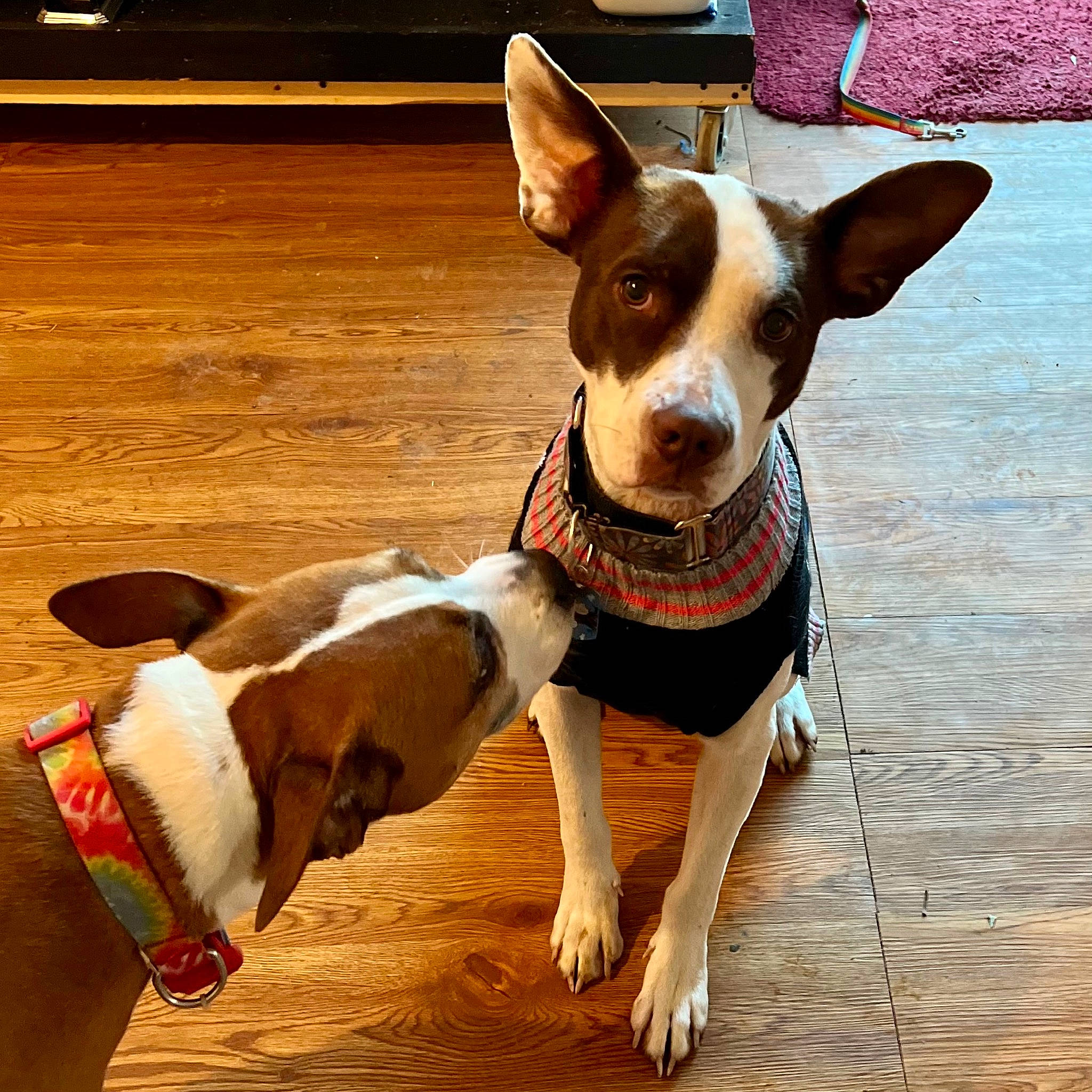 Chloe joined the competition — help win amazing prizes! canidae, carnivore, collar, companion_dog, dog, dog_breed, dog_collar, dog_supply, fashion_accessory, fawn, flooring, hardwood, paw, pet_supply, snout, sporting_group, toy_dog, whiskers, wood, working_animal