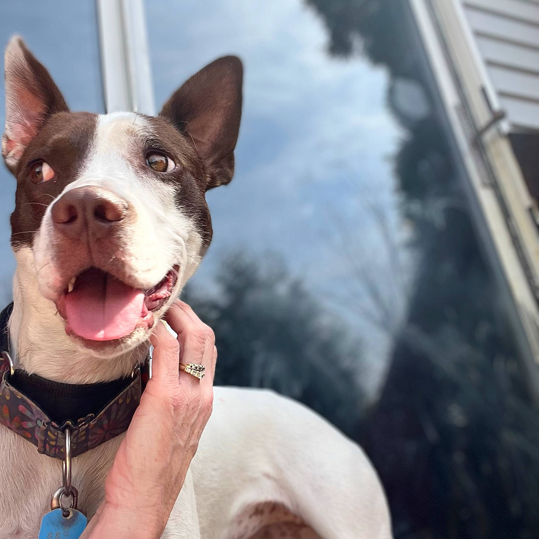 Chloe is registered to the contest to win money with this photo: boston_terrier, canidae, carnivore, collar, companion_dog, dog, dog_breed, dog_collar, fashion_accessory, fawn, glass, jewellery, leash, non_sporting_group, snout, sporting_group, whiskers, window, working_animal