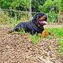 Mustos joined the competition — help win amazing prizes! rottweiler, dog, pet, animal, outdoor, yard, grass, trees, fence, wood_chips, ball, playful, happy, tongue_out, canine, summer, nature, resting, collar, closeup