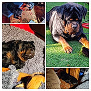 Mustos is registered to the contest to win money with this photo: rottweiler, dog, pet, sleeping, resting, indoor, outdoor, grass, rug, blanket, bed, fur, paw, collar, sunlight, shadow, wooden_furniture, carpet, cozy, relaxed