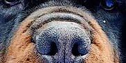 Mustos joined the competition — help win amazing prizes! dog, rottweiler, close_up, face, nose, black, tan, fur, pet, animal, canine, portrait, eyes, whiskers, muzzle, snout, outdoor, texture, head, expression
