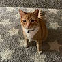 Sid joined the competition — help win amazing prizes! cat, orange_tabby, collar, bell, carpet, star_pattern, indoor, pet, feline, curious, sitting, animal, whiskers, ears, paws, fur, domestic_cat, looking_up, home, cute