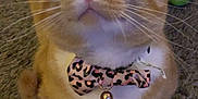 Sid is registered to the contest to win money with this photo: cat, orange_tabby, bow_tie, bell, carpet, indoor, pet, whiskers, curious, close_up, feline, animal, cute, ears, wide_eyes, collar, domestic_cat, sitting, fur, nose