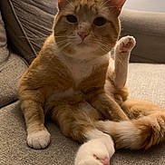 Sid joined the competition — help win amazing prizes! cat, orange_cat, white_paws, pet, feline, indoor, couch, furniture, relaxed, paw, pink_paw_pads, whiskers, ears, tail, cozy, home, cute, animal, sitting, fur
