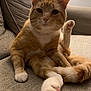 cat, orange_cat, white_paws, pet, feline, indoor, couch, furniture, relaxed, paw, pink_paw_pads, whiskers, ears, tail, cozy, home, cute, animal, sitting, fur