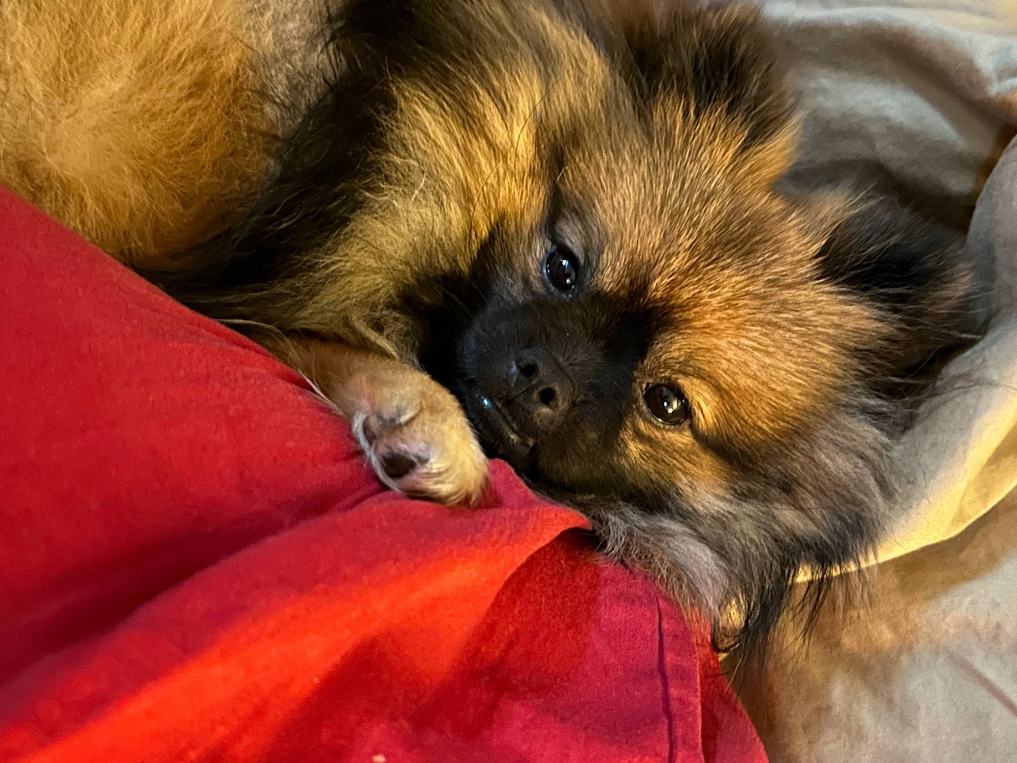 Bryce joined the competition — help win amazing prizes! carnivore, chow_chow, close_up, comfort, companion_dog, dog, dog_breed, fawn, german_spitz, german_spitz_klein, german_spitz_mittel, liver, paw, snout, spitz, sporting_group, terrestrial_animal, toy_dog, whiskers, working_animal