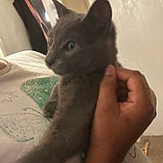 Rocky is registered to the contest to win money with this photo: kitten, gray_cat, hand, person, indoor, white_shirt, butterfly_print, curious, pet, animal, feline, closeup, blurred, holding, young_cat, cute, domestic_animal, warm_lighting, human_hand, casual