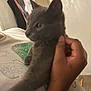 kitten, gray_cat, hand, person, indoor, white_shirt, butterfly_print, curious, pet, animal, feline, closeup, blurred, holding, young_cat, cute, domestic_animal, warm_lighting, human_hand, casual