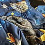 Rocky is registered to the contest to win money with this photo: kitten, sleeping, blanket, blue, stars, sun, planet, cozy, indoor, fur, pet, resting, cute, animal, comfort, nap, soft, domestic_cat, pattern, relaxation