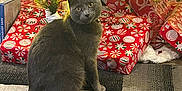Rocky joined the competition — help win amazing prizes! cat, gray_cat, christmas_tree, christmas_lights, presents, gift_wrap, holiday, tinsel, decorations, indoor, rug, festive, pets, animal, curious, sitting, cozy, warm_lighting, celebration, holiday_decor