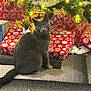 cat, gray_cat, christmas_tree, christmas_lights, presents, gift_wrap, holiday, tinsel, decorations, indoor, rug, festive, pets, animal, curious, sitting, cozy, warm_lighting, celebration, holiday_decor