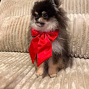 Baloo a rejoint le concours — aidez-le/la à gagner de superbes lots ! adorable, animal, companion, couch, cozy, cute, dog, domestic_animal, fluffy, fur, furniture, home, indoor, looking_away, pet, pomeranian, portrait, red_bow, sitting, small_dog