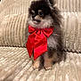 adorable, animal, companion, couch, cozy, cute, dog, domestic_animal, fluffy, fur, furniture, home, indoor, looking_away, pet, pomeranian, portrait, red_bow, sitting, small_dog