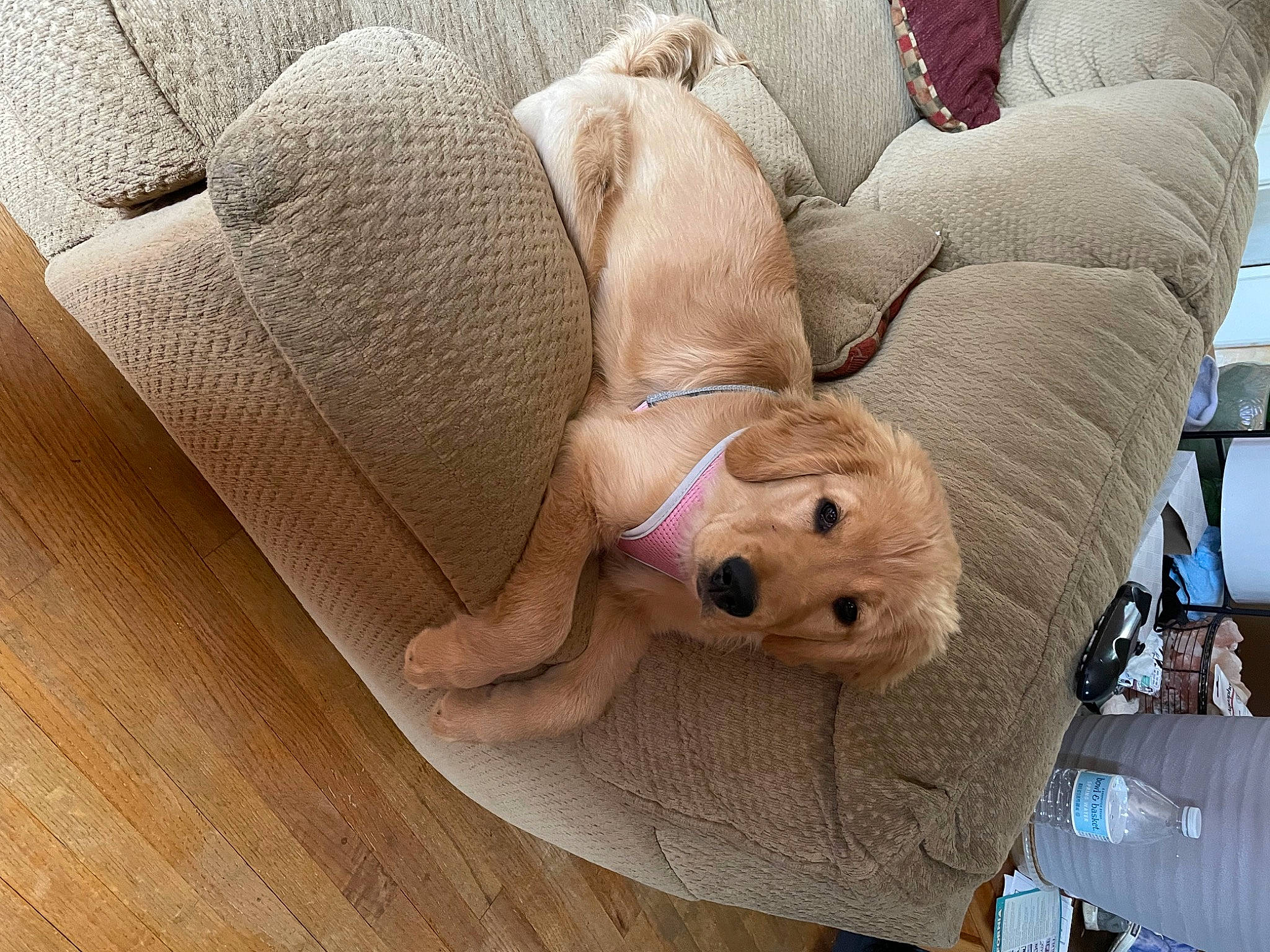 Bella is registered to the contest to win money with this photo: carnivore, comfort, companion_dog, couch, dog, dog_bed, dog_breed, dog_supply, fawn, felidae, flooring, hardwood, linens, plush, stuffed_toy, toy, wood, wood_flooring, wood_stain, working_animal