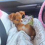 Tequila joined the competition — help win amazing prizes! puppy, dog, small_dog, brown_fur, fluffy, cute, pet, animal, car, vehicle, passenger_seat, blanket, cozy, travel, portrait, indoors, daylight, sitting, looking_at_camera, adorable