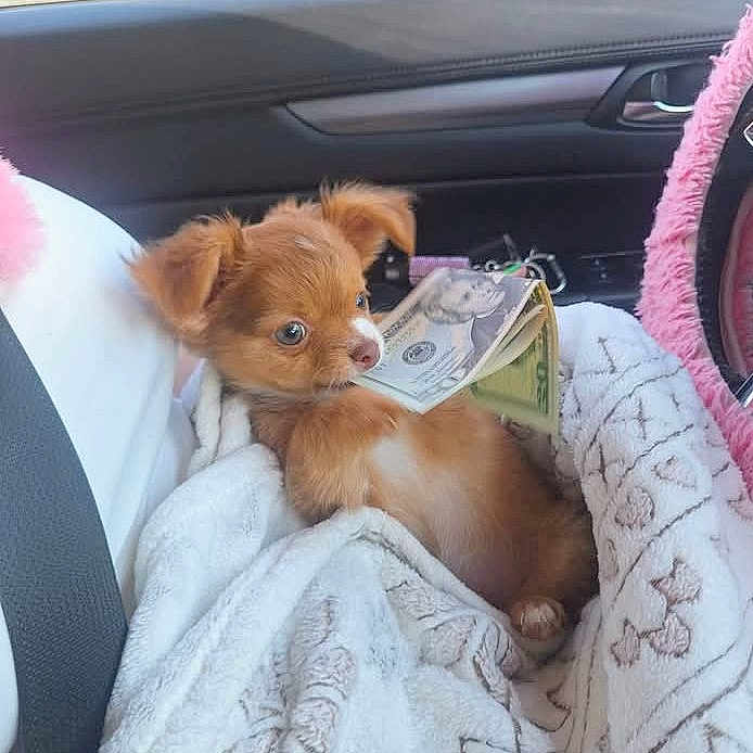 Tequila joined the competition — help win amazing prizes! puppy, dog, small_dog, brown_fur, fluffy, cute, pet, animal, car, vehicle, passenger_seat, blanket, cozy, travel, portrait, indoors, daylight, sitting, looking_at_camera, adorable
