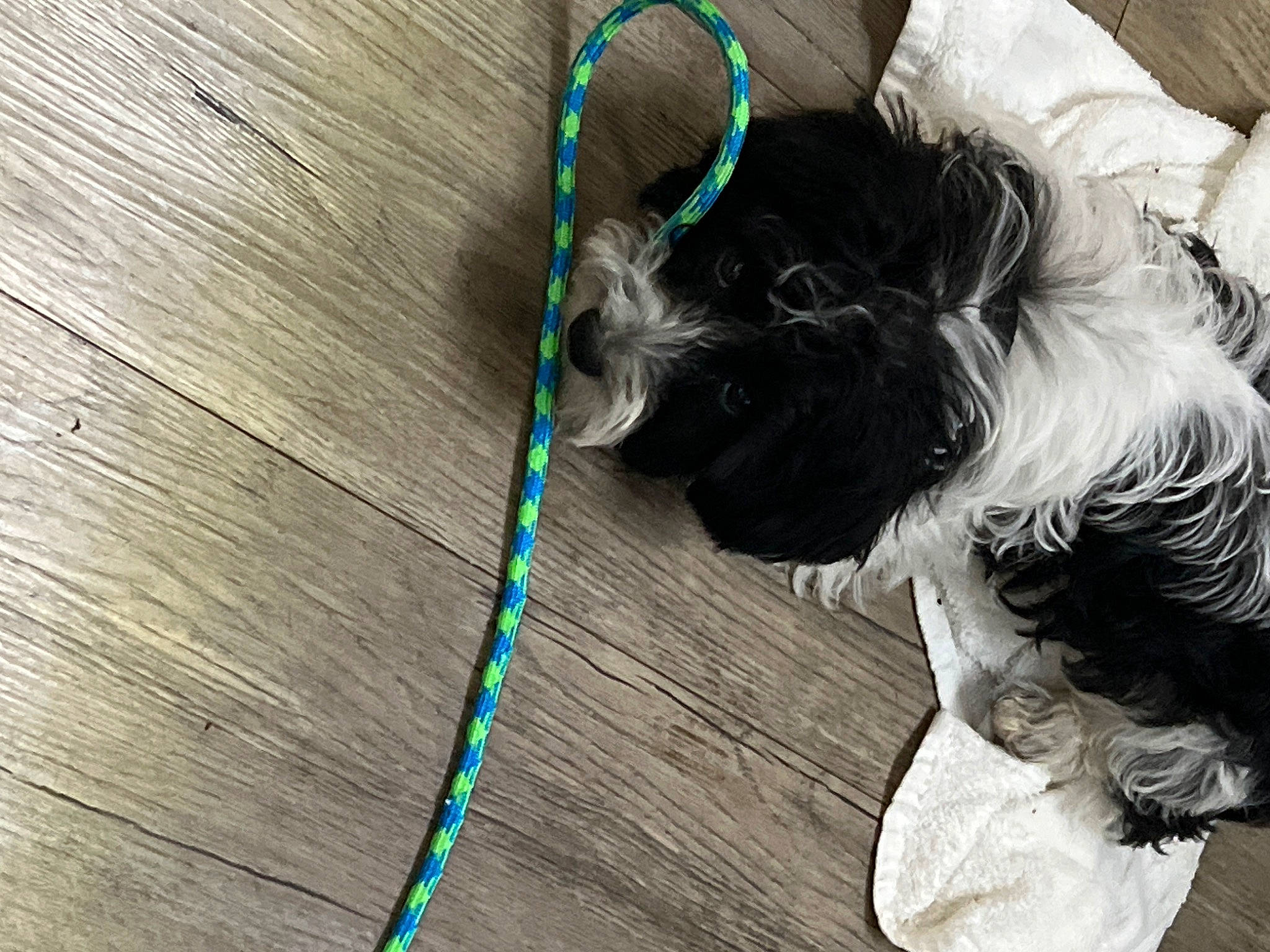 Bentley is registered to the contest to win money with this photo: carnivore, collar, companion_dog, dog, dog_breed, dog_clothes, dog_collar, dog_supply, eyewear, fawn, hair, leash, liver, pet_supply, snout, sunglasses, tail, toy_dog, wood, working_animal