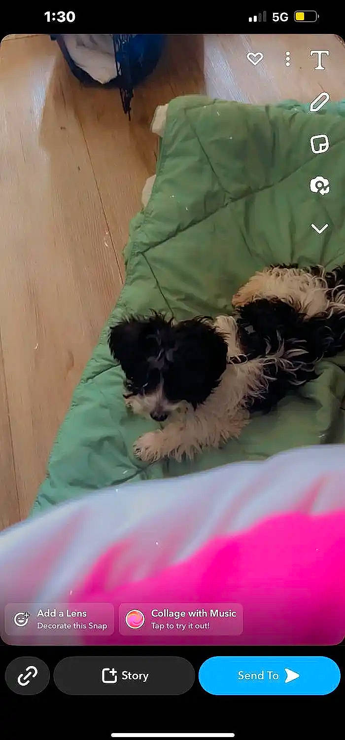 Bentley is registered to the contest to win money with this photo: canidae, carnivore, comfort, companion_dog, dog, dog_breed, dog_supply, fur, liver, mal_shi, maltepoo, puppy_love, small_terrier, snout, sporting_group, terrier, toy_dog, water_dog, working_animal, yorkipoo