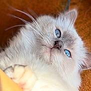 Moon participe au concours pour gagner de l'argent avec cette photo : cat, blue_eyes, fluffy, close_up, pet, animal, whiskers, paw, fur, relaxed, indoor, cute, portrait, mammal, feline, lying_down, soft, domestic_animal, floor