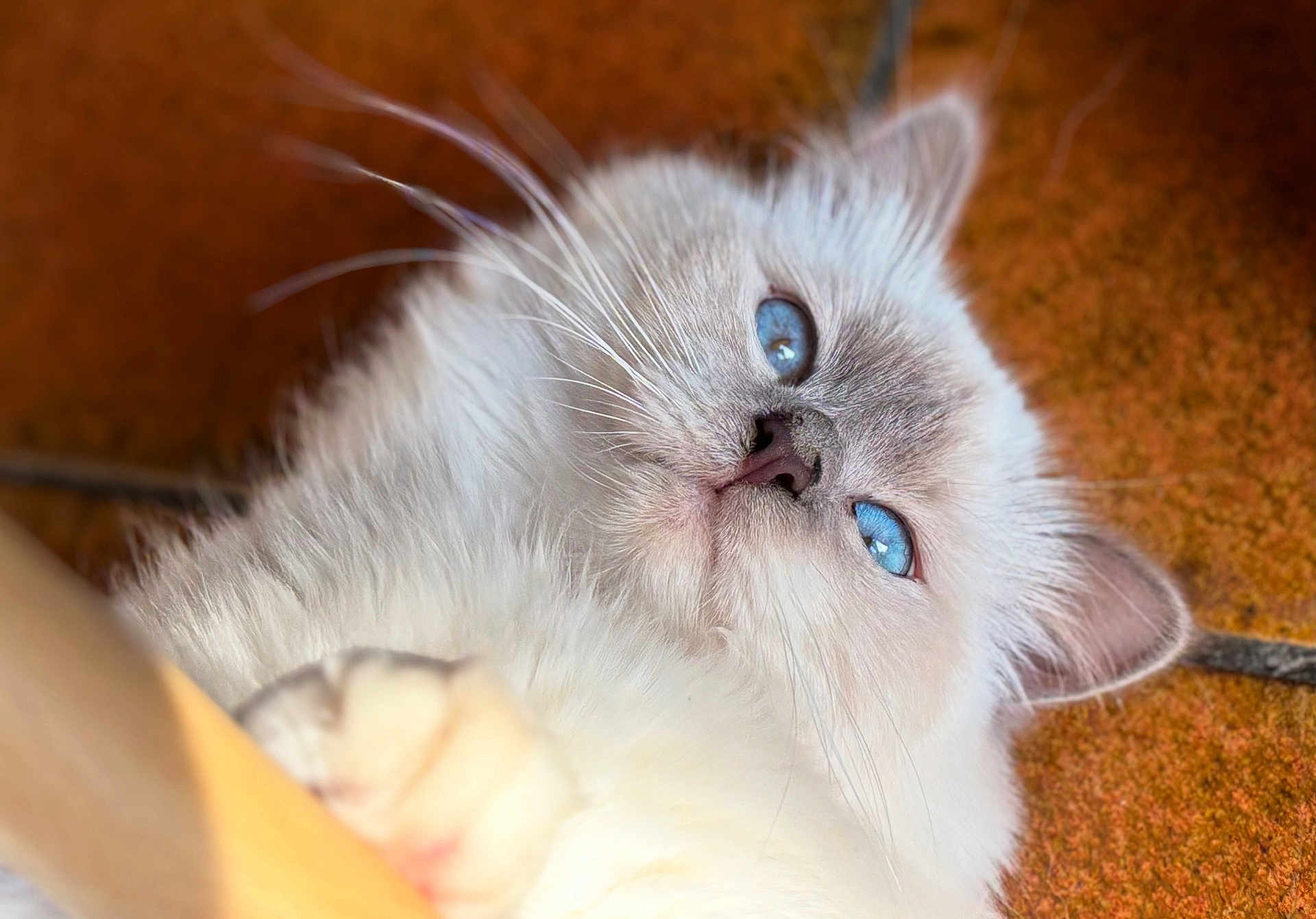 Moon participe au concours pour gagner de l'argent avec cette photo : cat, blue_eyes, fluffy, close_up, pet, animal, whiskers, paw, fur, relaxed, indoor, cute, portrait, mammal, feline, lying_down, soft, domestic_animal, floor