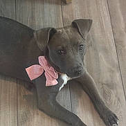 Angel is registered to the contest to win money with this photo: puppy, dog, pink_bow, flooring, wooden_floor, pet, animal, cute, lying_down, indoor, young_dog, adorable, domestic_animal, ears, paws, looking_up, short_hair, collar, canine, companion