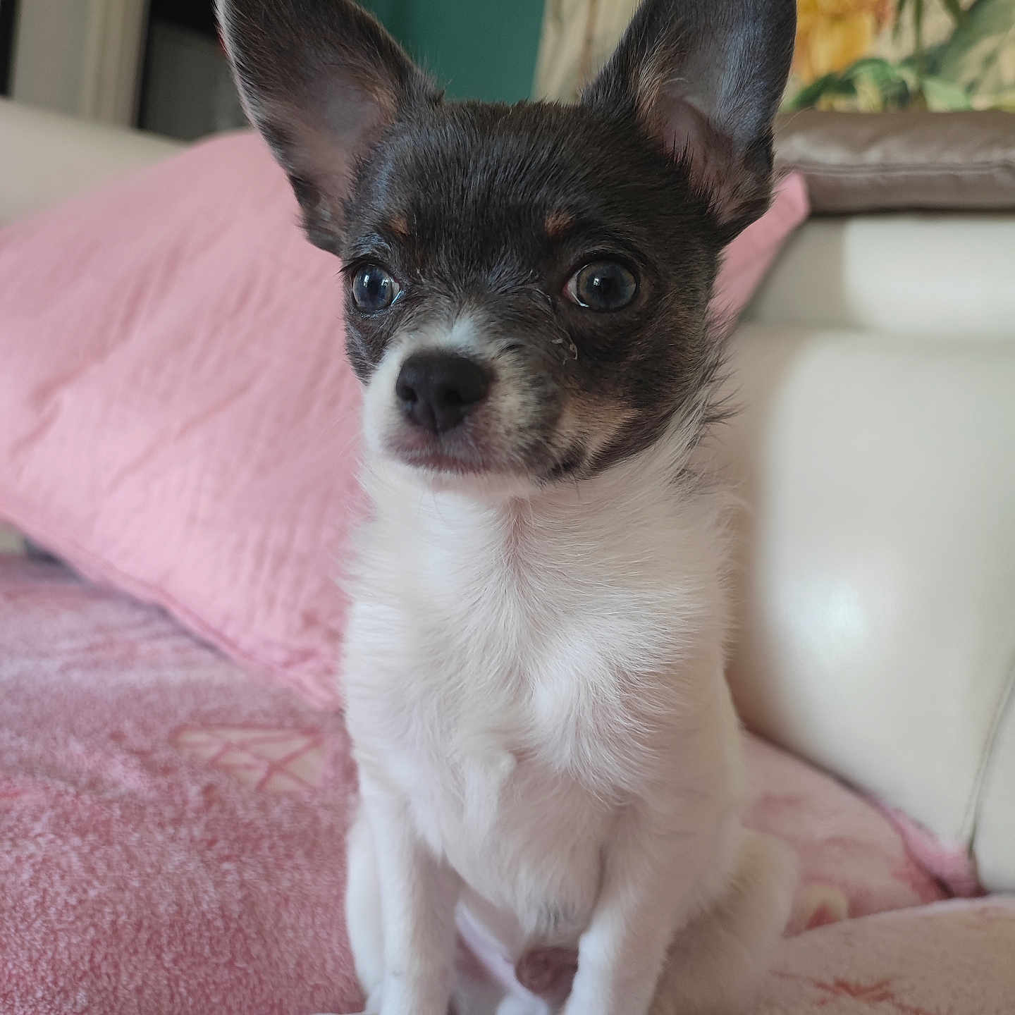 Voyou participe au concours pour gagner de l'argent avec cette photo : animal, canine, chihuahua, cockerspaniel, couch, dog, furniture, papillon, pet, puppy, terrier